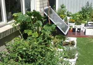 Garden and solar hot water box in sun