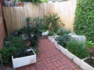 Courtyard with vegetables growing in planter boxes