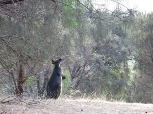 A kangaroo eating the leaves from a tree.